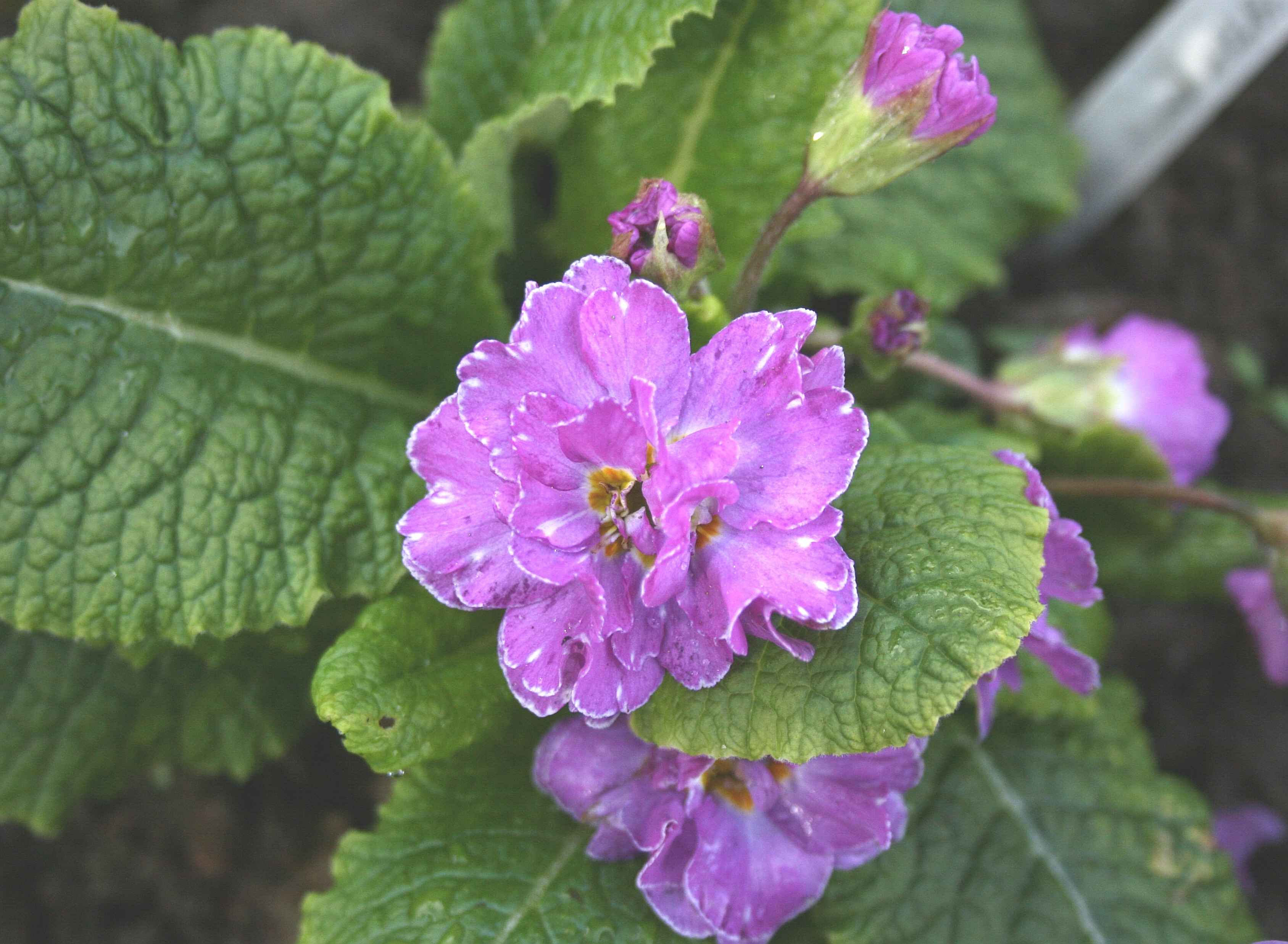 Primula Bon Accord Lilac