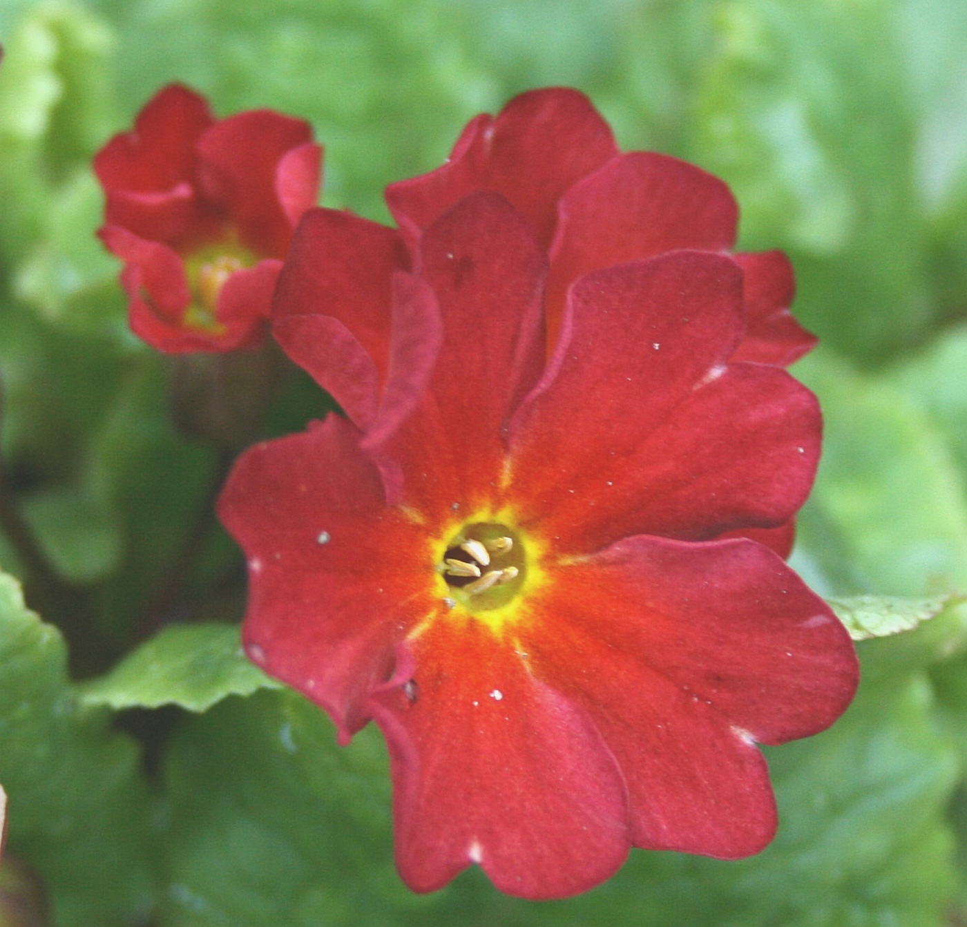 Primula Tomato