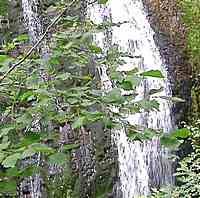 Waterfall at Abriachan