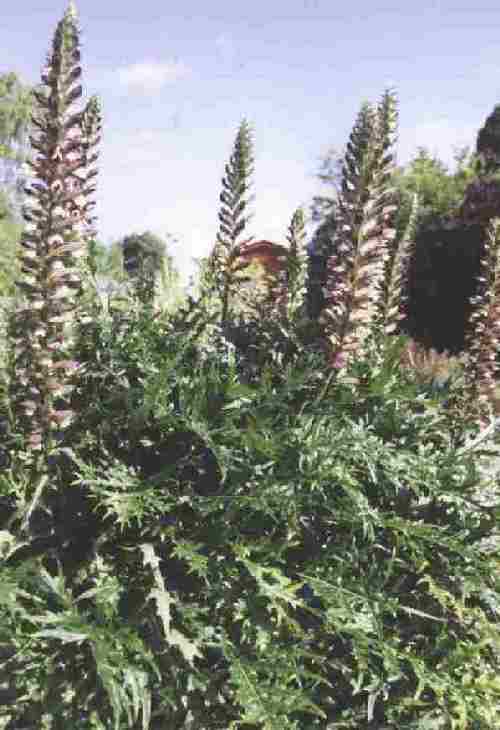 Loch Ness Garden - Acanthus Spinosus