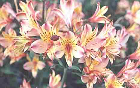 Loch Ness Garden - alstromeria ligtu hybrid