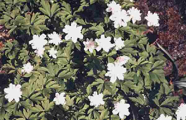 Anemone alba plena