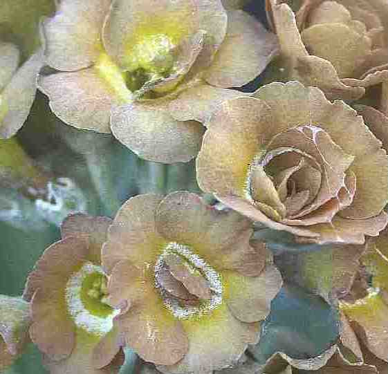 Auricula Albert Bailey
