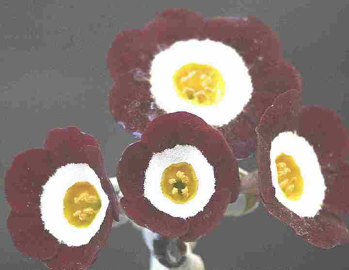 Auricula Alice hayson