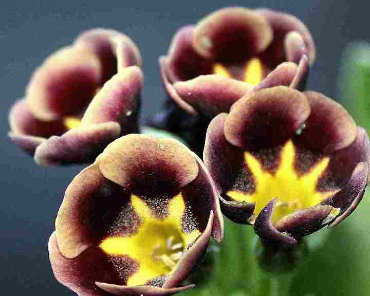 Auricula Ancient Society