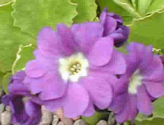 Auricula Balbithan