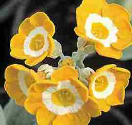 Auricula Brazil