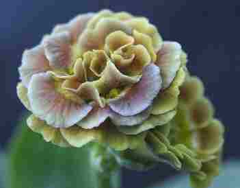 Auricula Brown Tan Double