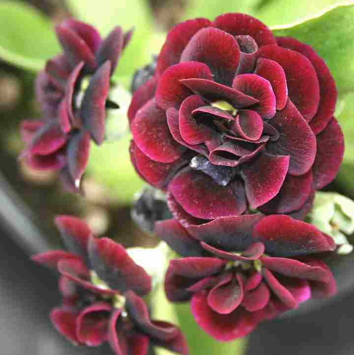 Auricula Delilah