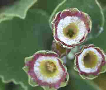 Auricula Astolat