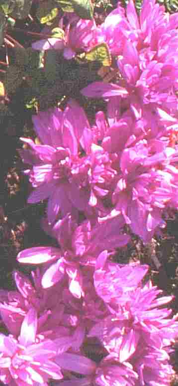 Loch Ness Garden - Colchicum