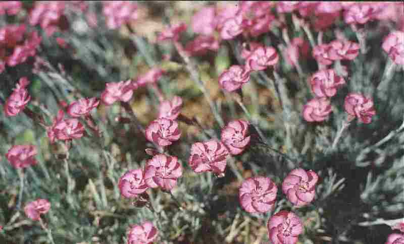 Loch Ness Garden - Dianthus
