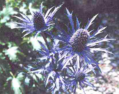 Loch Ness Garden - Eryngium oliveranum