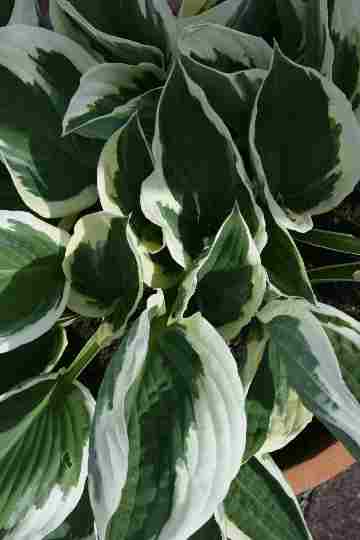 Hosta Patriot