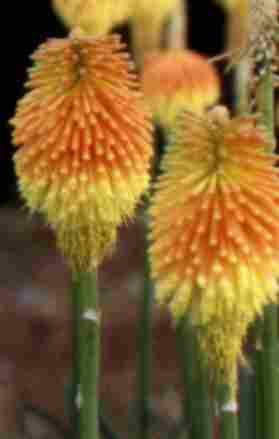 Kniphofia Prince Igor
