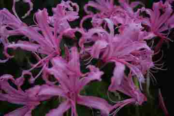 Nerine bowdenii