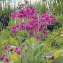 Primula pulverulenta
