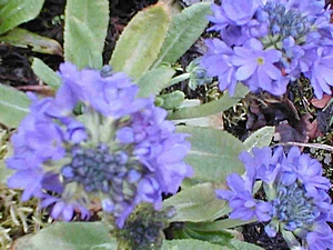 Primula denticulata (violet-blue)