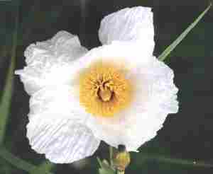 Loch Ness Garden - Romneya Couterii