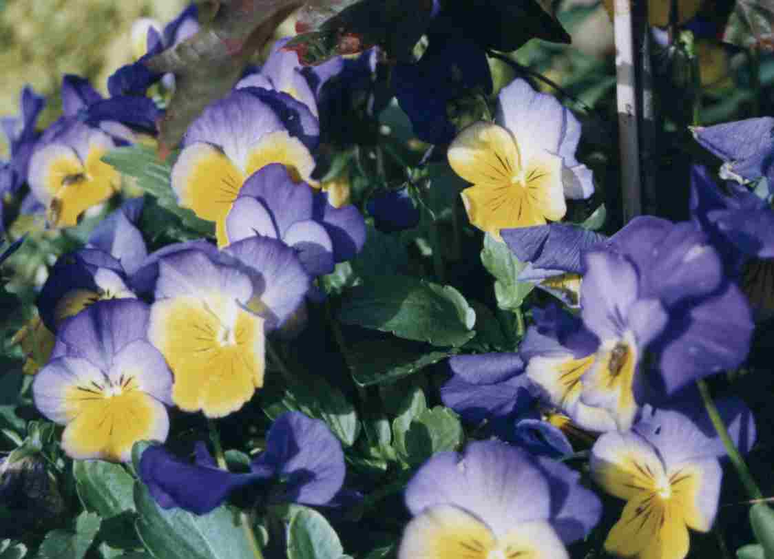 Loch Ness Garden - Viola Adross Gem