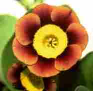 Auricula Butterwick