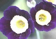 Auricula Cuckoo Fare