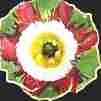 Auricula Greta