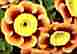 Auricula Piers Telford