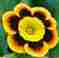 Auricula Sumo