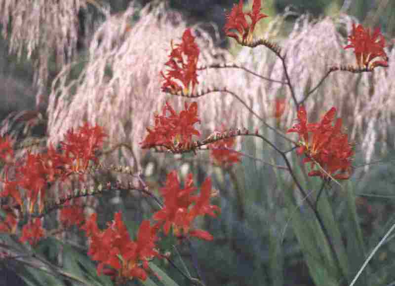 Loch Ness Garden - Crocosmia lucifer