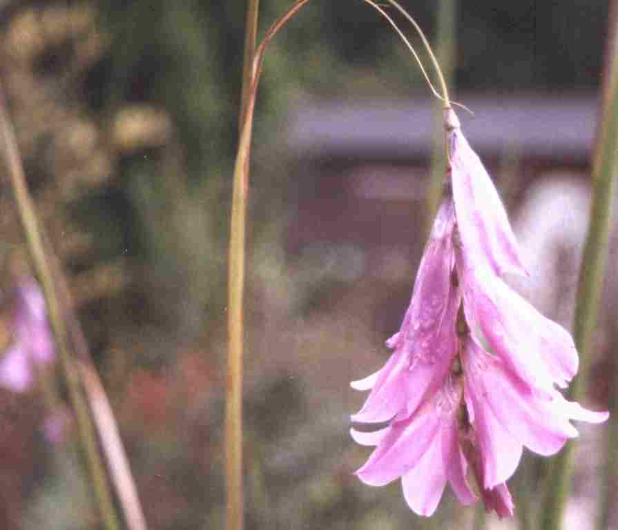 Loch Ness Garden -  Dierama pulcherrimum