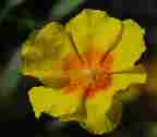 helianthemum ben fhada