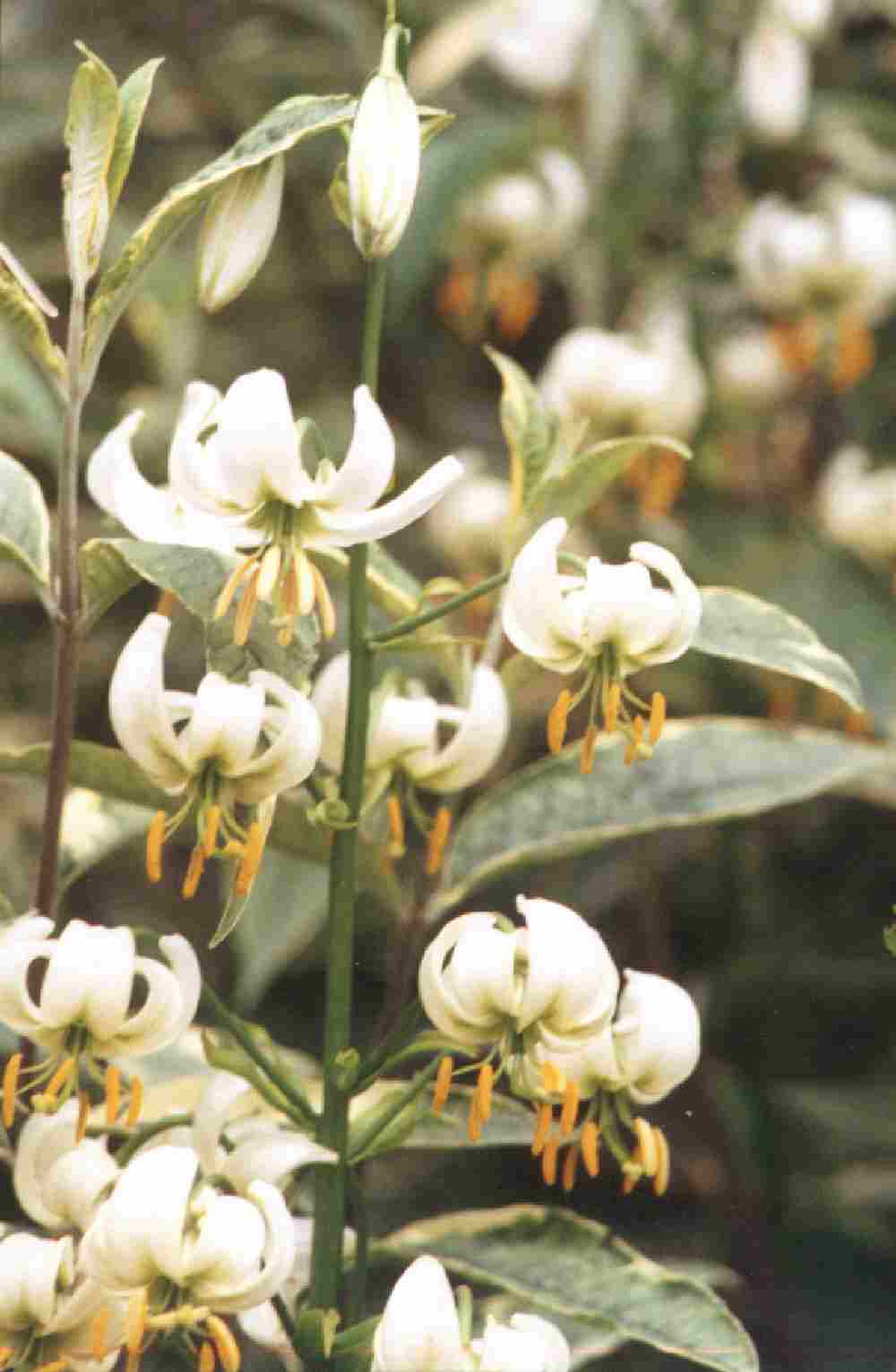 lilium martagon album