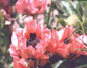 Loch Ness Garden - Papaver Orientalis