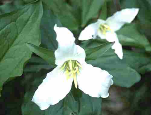 Loch Ness Garden - Trillium Grandiflorum